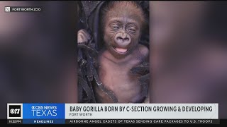 Fort Worth Zoo baby gorilla growing & developing