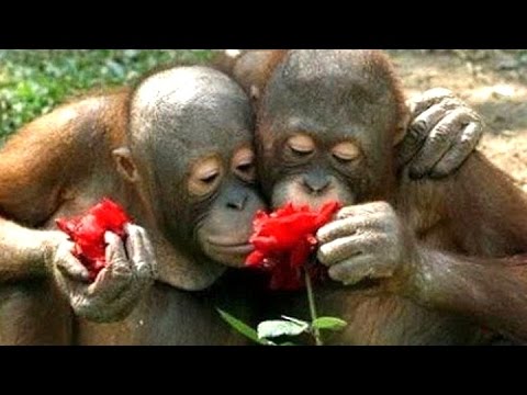 ყველაზე მაგარი სახალწლო მილოცვა გილოცავთ ახალ  წელს