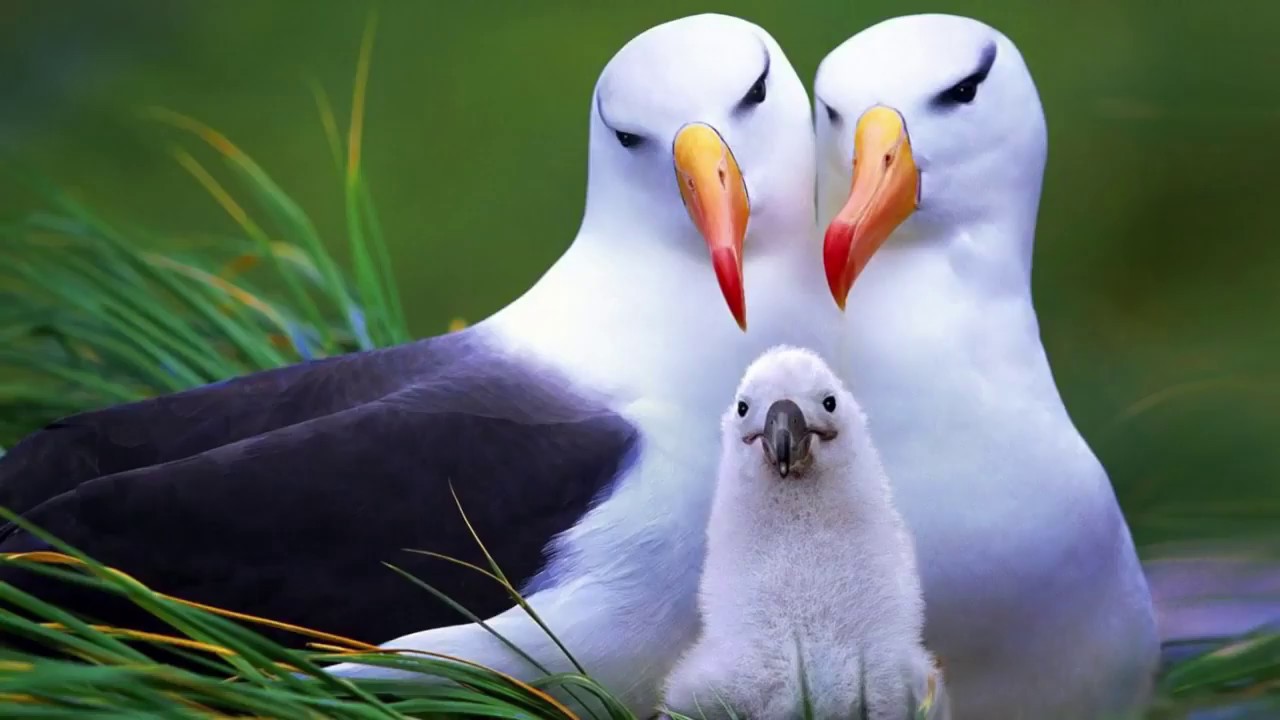 Fossil Record - Why are no transitional fossils found?