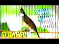 Masteran wajib | cucak jenggot gacor