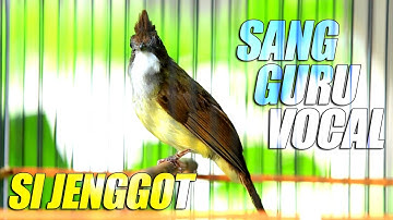 Masteran wajib | cucak jenggot gacor FULL MBESET