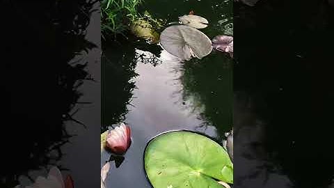 سورة الفرقان للشيخ محمود على البنا 