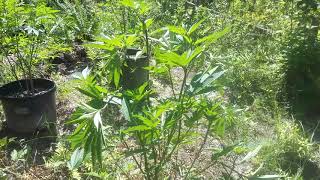 Super cropping the garden