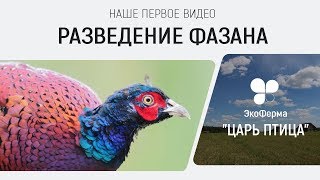 Первое видео с фермы по разведению фазанов, перепелов и других птиц: о чем канал, наш опыт