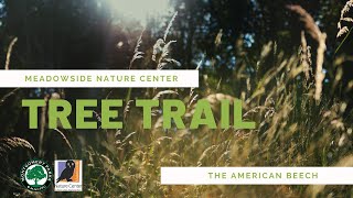 Stop 5 - The American Beech: The Warrior Tree (Meadowside Nature Center's Tree Trail