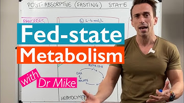 What happens to your body after eating a meal? | Metabolism