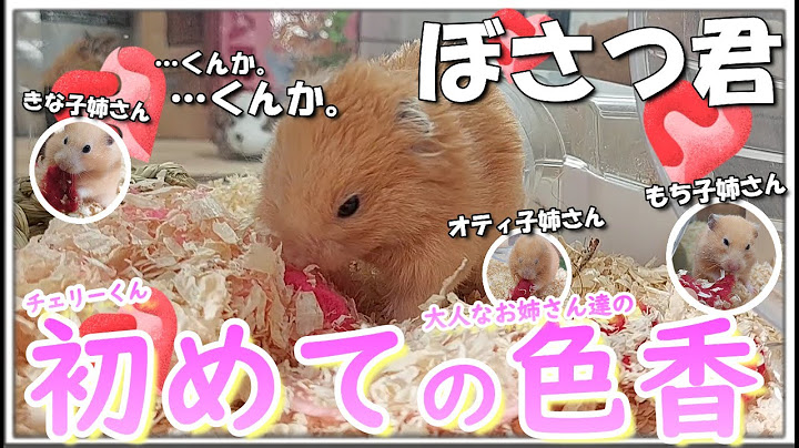 大人なお姉さん達の色香にひそかに大興奮する可愛いぼさつ君っ！！【後編】
