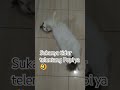 kucing tidur lucu
