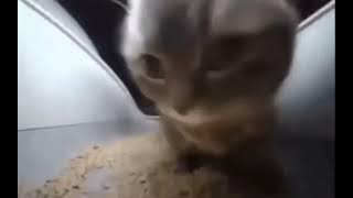 Kucing joget - chipi chipi chapa chapa dubidubidu!! Cat dance!!