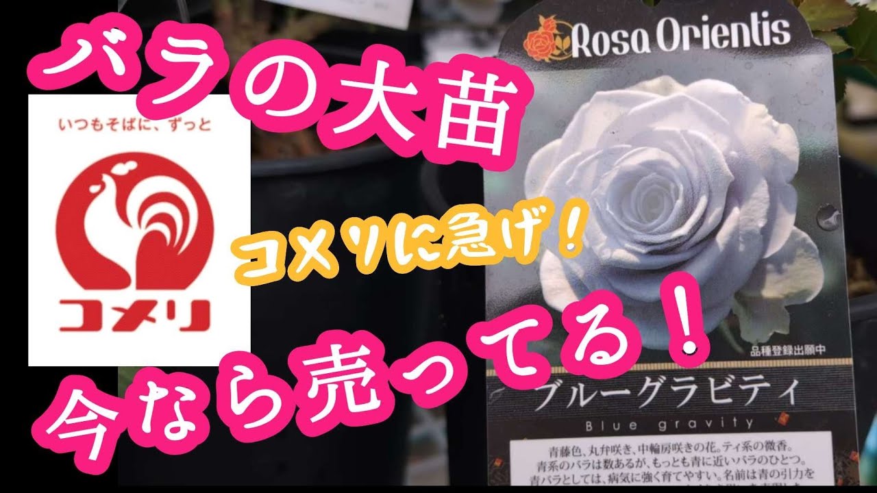 バラ】大苗 2024年4月18日緊急動画アップ！【ホームセンターコメリ】で