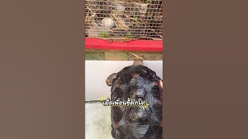 เพื่อนใหม่อีกแล้ว | #เต่าบก #ซูคาต้า #exoticpet #BalconZoo #Sulcata #สัตว์เลี้ยง