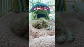 멍모닝~캔디~🐶 캔디졸리다개 세상귀욤 우리캔디 #4개월말티푸 #졸리다개 #미인은잠꾸러기
