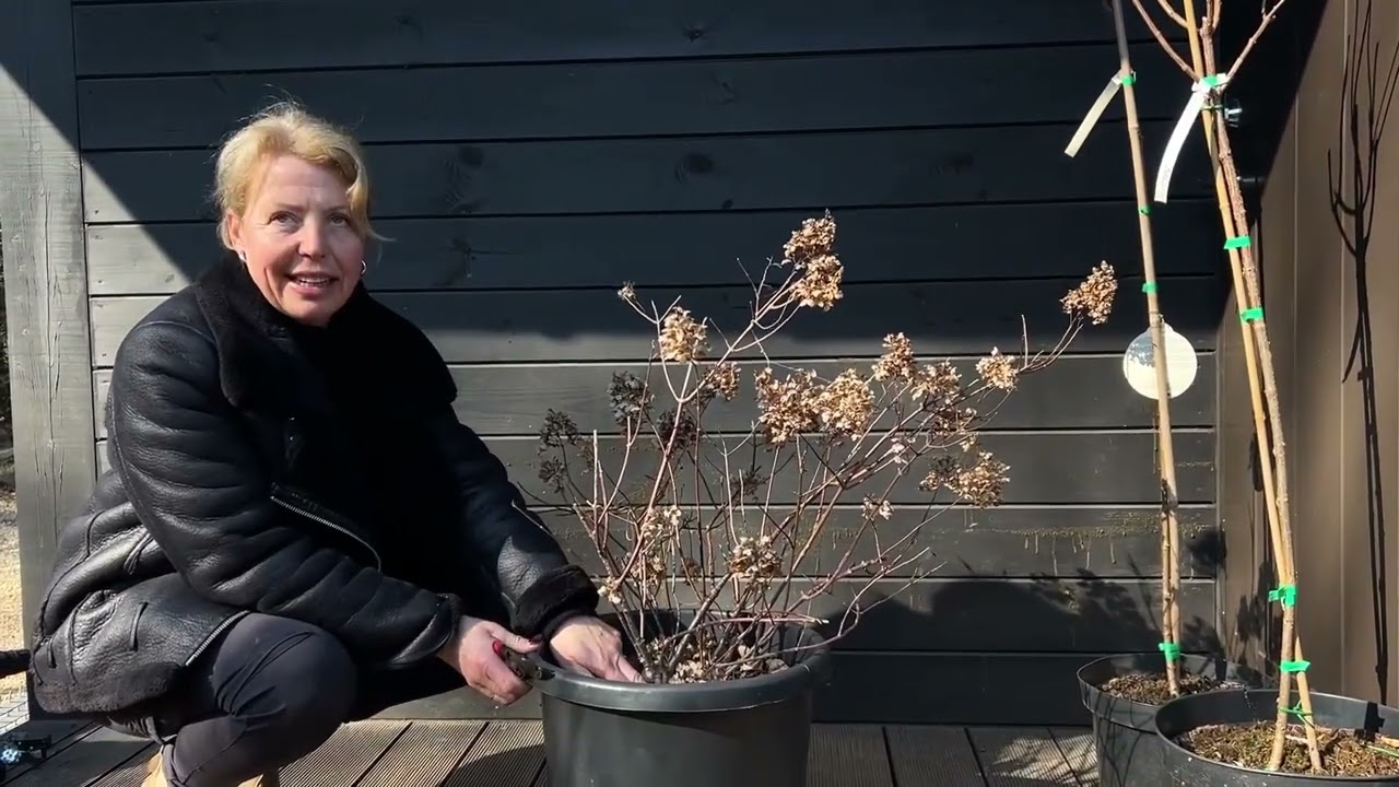 Augststumbra hortenziju apgriešana