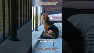 Tiny GSD pup with giant awkward paws#dogs #dogsoftiktok #funnydogs #usa #dogshorts