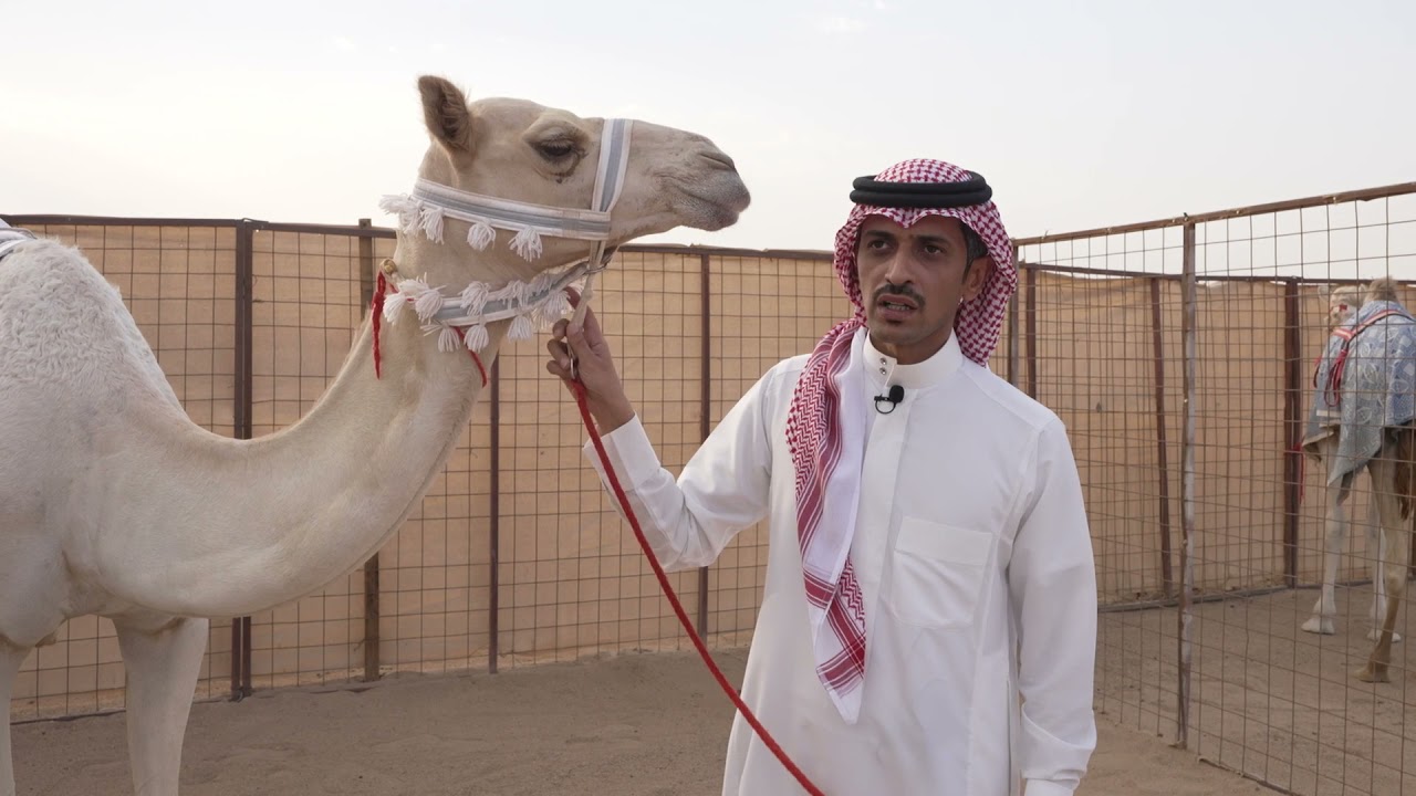 لقاء مساعد التركي، مالك المطية «سيوف» الفائزة بالمركز الأول في سن المفاريد