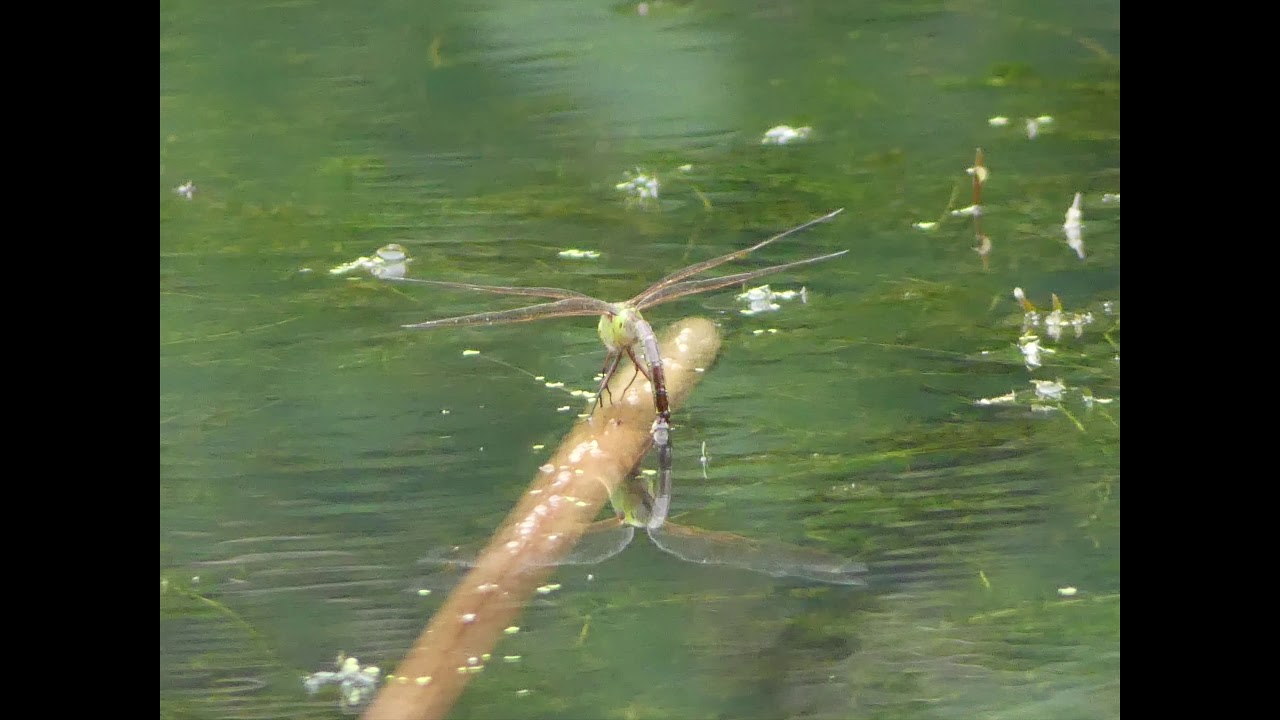 Common Green Darner Dragonfly (Anax junius) ovipositing