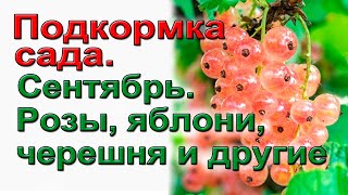 картинка: Осенняя подкормка сада по- взрослому.  Розы, яблони,черешня и другие