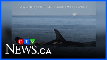 Researchers spot new whale calf