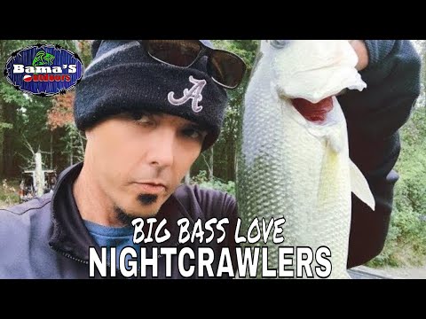 NIGHTCRAWLER Fishing For BIG BASS! Fishing with Live Bait 