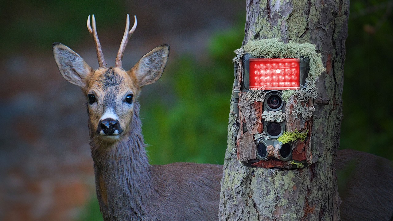 Dans l’intimité du Chevreuil ! (1 an d’images)