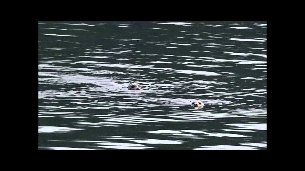 Phoca vitulina at Rocky Point Park 