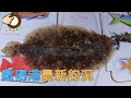 #297 數碼港最新釣況 | 香港釣魚 | 岸釣 | 數碼港 {粵語旁白}