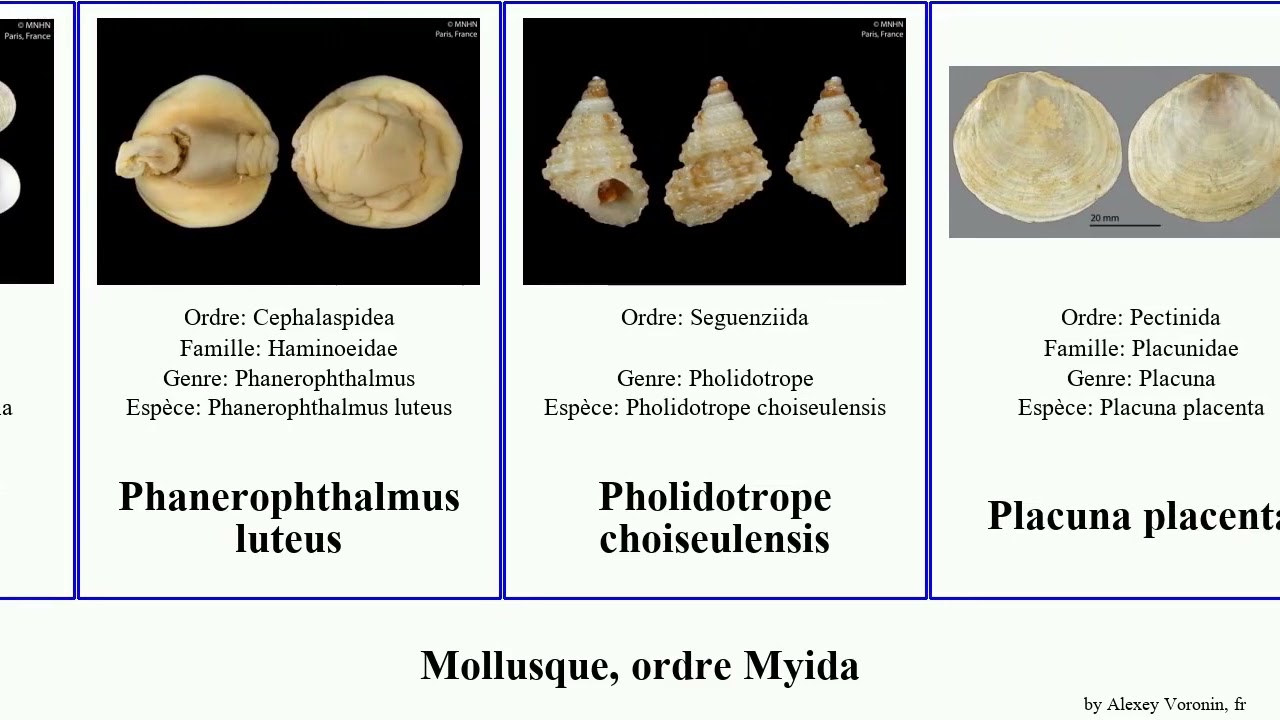 Mollusque, ordre Myida sépiole seiche malleus tegula des nucleus mer melon placenta gros australis