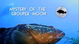 Preview to "Mystery of the Grouper Moon"