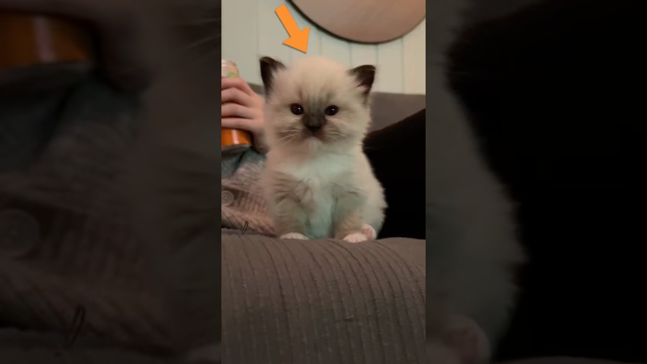 The Best Cat Breed for Every Zodiac 🌟