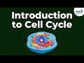Transformations of Life: The Cell Cycle and Developmental Stages
