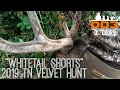 Tennessee Velvet hunt Success! 2019 TN Buck "Whitetail Short"