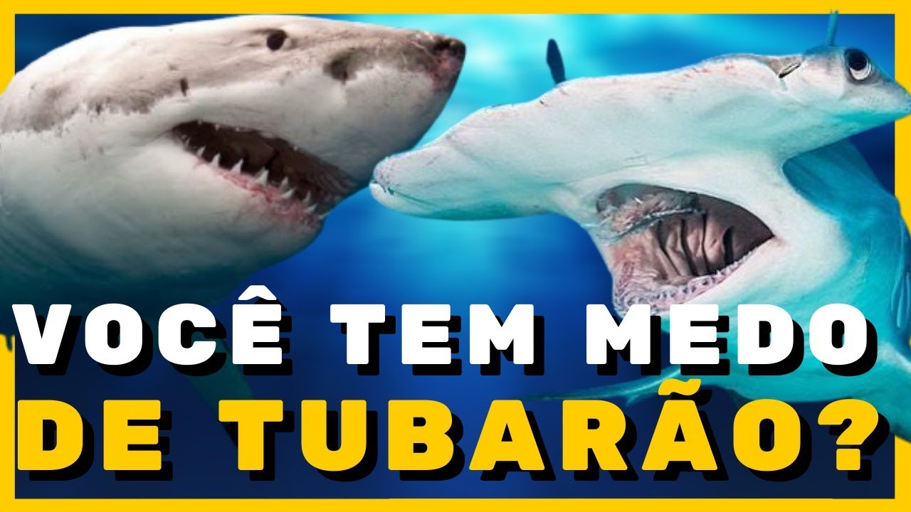 Curiosidades sobre os tubarões que você precisa saber! - YouTube