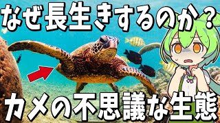 The mysterious ecology of turtles! Why do they live so long that they are considered a symbol of ...