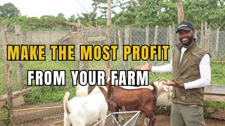 THE SECRET TO INCREASING YOUR PROFITS IN LIVESTOCK FARMING IN AFRICA