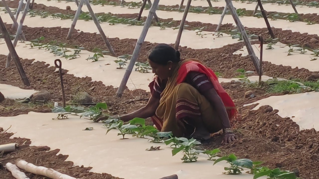 काकडीचे फाउंडेशन पूर्ण झालं.