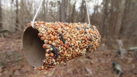 How to make a Bird Feeder for kids - Simple and Easy