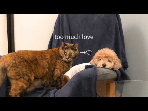 犬が大好きな猫と視線が嫌そうすぎる犬