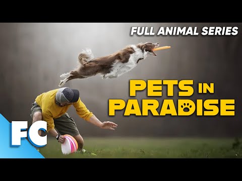 PETS IN PARADISE - FRISBEE DOGS