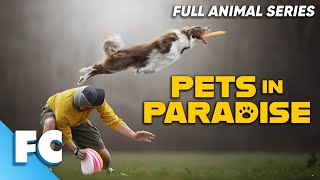 PETS IN PARADISE - FRISBEE DOGS