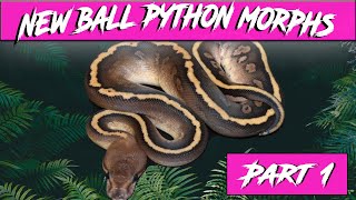 New Ball Python Morphs Part 1 | Jack's Reptiles