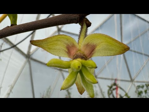 Pawpaws Have Hidden