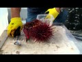 3 Ways to Crack an Urchin