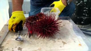 3 Ways to Crack an Urchin