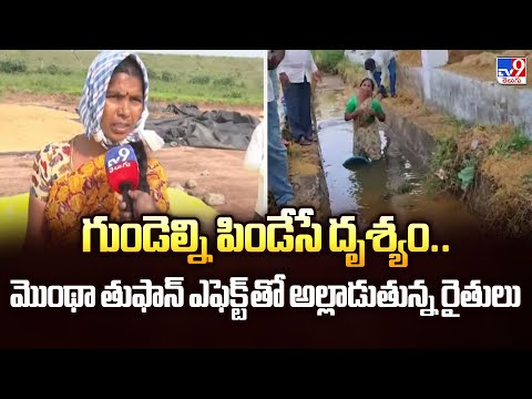 Cyclone Montha Effect | గుండెల్ని పిండేసే దృశ్యం.. మొంథా తుఫాన్ ఎఫెక్ట్ తో అల్లాడుతున్న రైతులు - TV9 - TV9