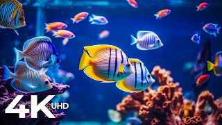 3HRS 4K Underwater Wonders - Tropical Fish, Coral Reefs - Reduce Stress And Anxiety
