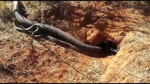 Biggest  African Rock Python EVER Caught on Camera!! HUGE SNAKE !!