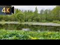 Старый пруд Весна Пение птиц Видео для снятия усталости и расслабления