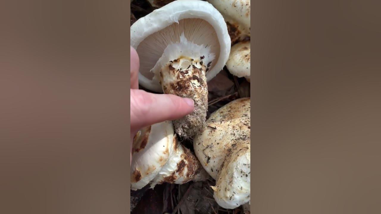 How To Identify Matsutake (Tricholoma murillianum) Mushroom Expensive