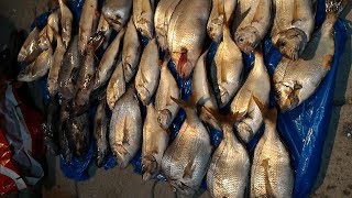Porgy (scup) and Sea Bass Fishing from Boston Massachusetts part 1