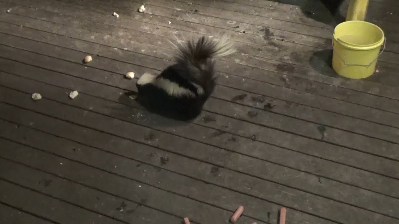 Raccoons and Flower the Skunk Eating YouTube